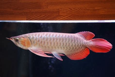 紅龍魚價格|【紅龍魚價格】龍魚品種大揭秘！紅龍魚價格行情，一。